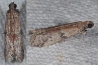 Ephestia woodiella/parasitella/elutella