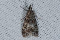Eudonia mercurella