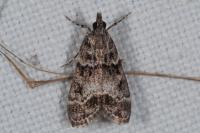 Eudonia mercurella