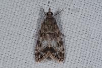 Eudonia mercurella