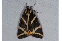 Euplagia quadripunctaria