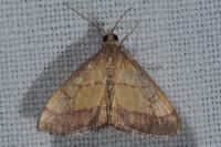 Evergestis limbata
