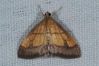 Evergestis limbata