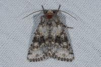 Hecatera bicolorata
