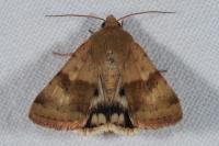 Heliothis viriplaca