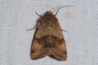 Heliothis viriplaca