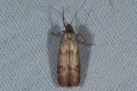 Homoeosoma sinuella