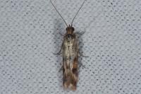 Homoeosoma sinuella