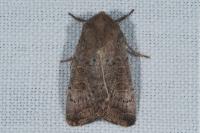 Hoplodrina