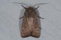 Hoplodrina