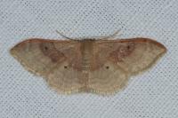 Idaea degeneraria