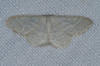 Idaea subsericeata