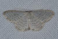 Idaea subsericeata
