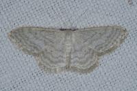 Idaea subsericeata