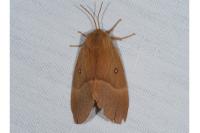 Lasiocampa quercus quercus