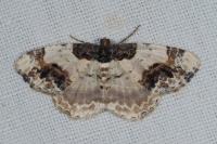 Ligdia adustata