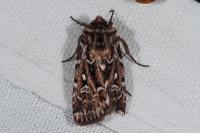 Lycophotia porphyrea