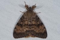 Lymantria dispar