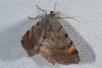 Macaria liturata