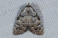 Meganola strigula