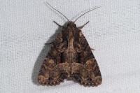 Mesapamea secalella/secalis