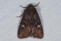 Mesapamea secalella/secalis