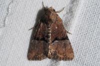 Mesoligia furuncula