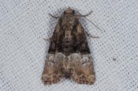 Mesoligia furuncula
