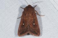 Mythimna albipuncta