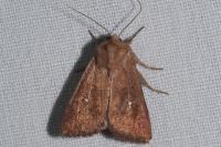 Mythimna albipuncta