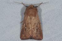 Mythimna albipuncta
