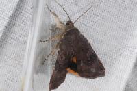Noctua janthina