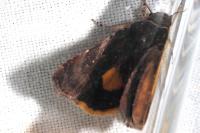 Noctua janthina
