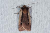 Ochropleura plecta