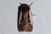 Ochropleura plecta