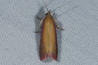 Oncocera semirubella