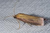 Oncocera semirubella