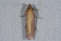 Oncocera semirubella