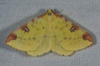 Opisthograptis luteolata