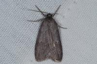 Pachycnemia hippocastanaria hippocastanaria