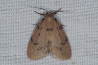 Paidia rica