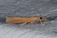 Pediasia contaminella