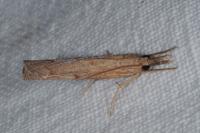 Pediasia contaminella