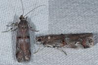 Pempelia palumbella