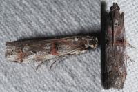 Pempelia palumbella