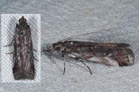 Pempelia palumbella
