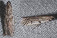 Phycitodes
