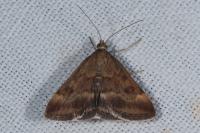 Pyrausta despicata