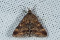 Pyrausta despicata