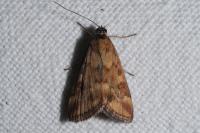 Pyrausta despicata